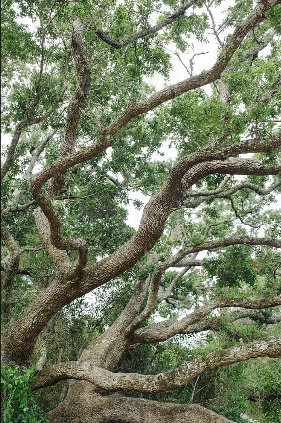 Watermark on a prototype photo of the crown of an old oak tree.
